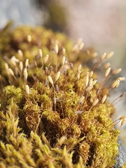 Ptychomitrium polyphyllum