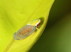 Microtartessus idyia