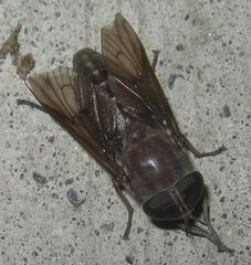 Tabanus catenatus