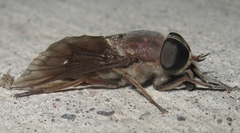 Tabanus catenatus