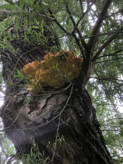 Laetiporus sulphureus