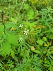 Melanthieae