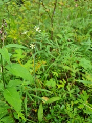 Melanthieae