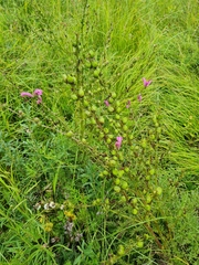 Pedicularis grandiflora
