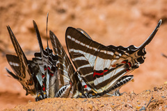 Graphium aristeus