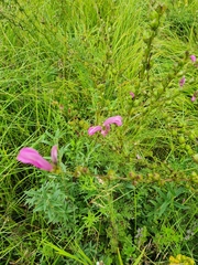 Pedicularis grandiflora
