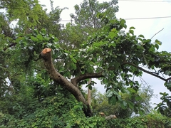 Artocarpus lacucha