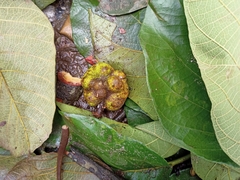 Artocarpus lacucha