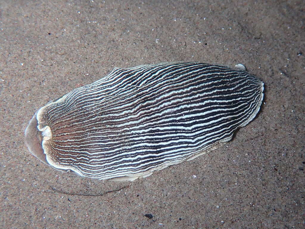 Armina tigrina