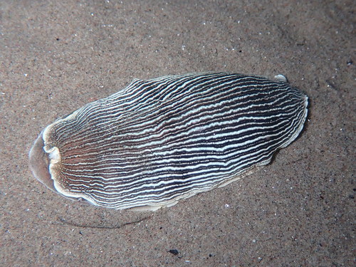 Representative image of Armina tigrina