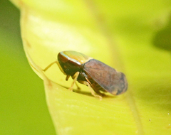 Microtartessus idyia