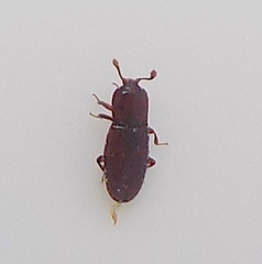 Cerylonidae