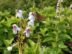 Cephrenes trichopepla