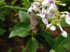 Pelopidas mathias mathias