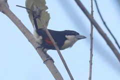 Capito maculicoronatus