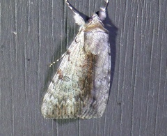 Catocala gracilis