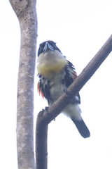 Capito maculicoronatus