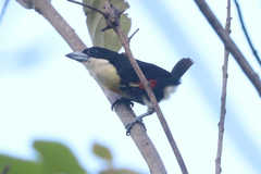 Capito maculicoronatus