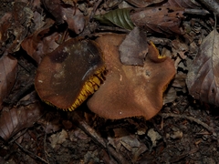 Phylloporus pelletieri
