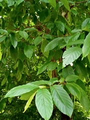 Terminalia chebula