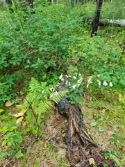 Adenophora triphylla