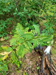 Adenophora triphylla