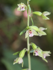 Epipactis dunensis