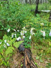 Adenophora triphylla