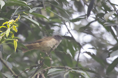 Eurillas ansorgei