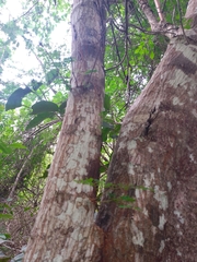 Havardia albicans