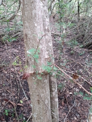 Havardia albicans