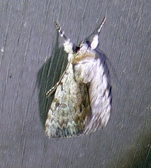 Catocala gracilis