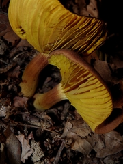 Phylloporus pelletieri