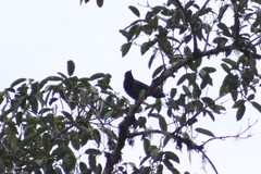 Cyanocorax violaceus