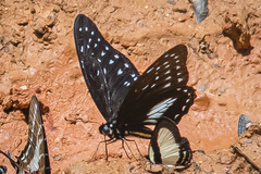 Graphium thule