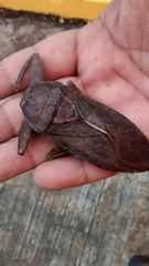 Lethocerus collosicus