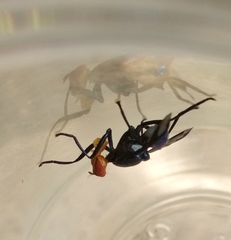 Loxoneura