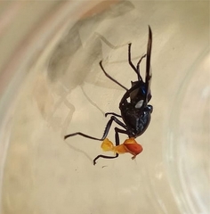 Loxoneura
