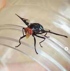 Loxoneura
