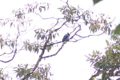 Cyanocorax violaceus
