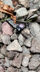 Sphaeroderus