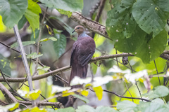 Macropygia amboinensis