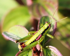 Odontopodisma schmidtii
