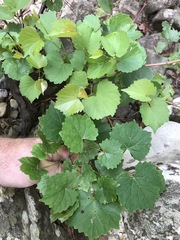 Vitis rupestris