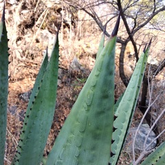Agave macroacantha
