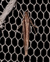 Leptosaces schistopa