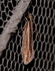 Leptosaces schistopa