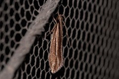 Leptosaces schistopa