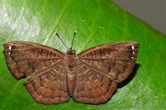 Napaeina