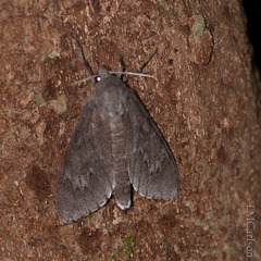 Lapara coniferarum